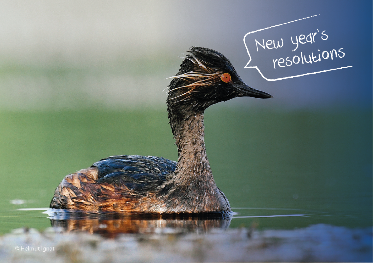 New Year`s Resolutions New Year`s Resolutions