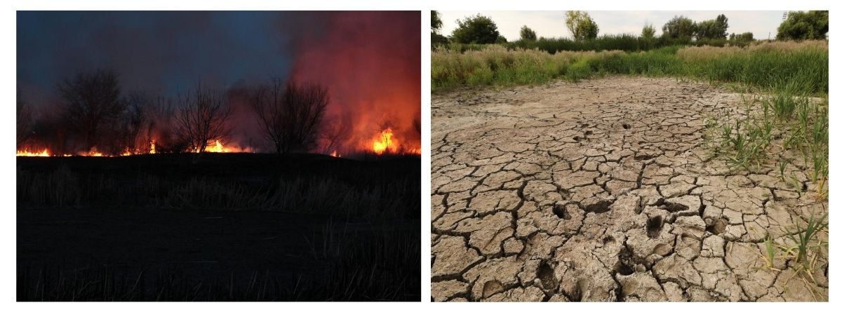 Scrisoare deschisă. Parcul Natural Văcărești este în pericol! Scrisoare deschisă. Parcul Natural Văcărești este în pericol!